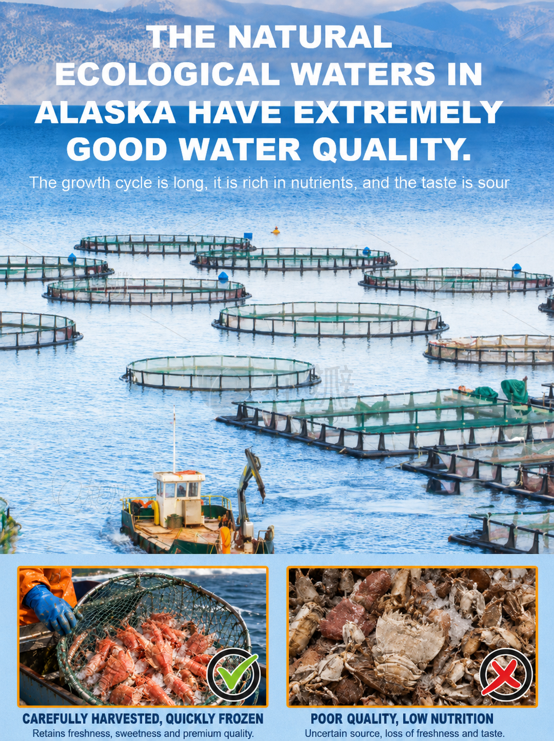 🦐Alaskan Mantis Shrimp - 🏆💎Ready to Eat High-Protein Seafood Snack-QZE